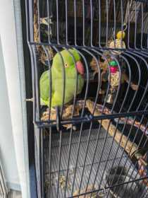 Found Indian Ringneck Parakeet