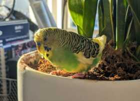 Found Budgerigar