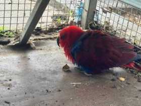 Found Eclectus