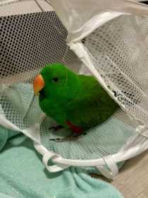 Found Eclectus