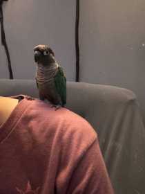 Found Conure