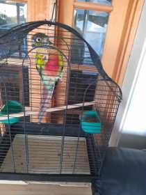 Found Conure