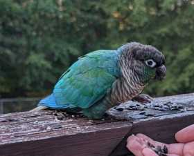 Found Conure