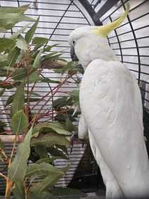 Found Cockatoo