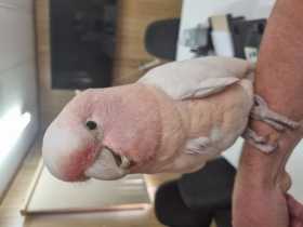 Found Major Mitchell Cockatoo