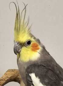 Found Cockatiel