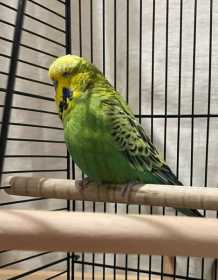 Found Budgerigar