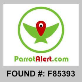 Found Bird / Parrot