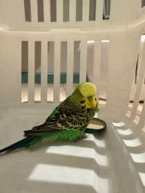 Found Budgerigar