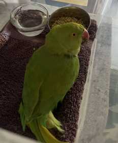 Found Indian Ringneck Parakeet