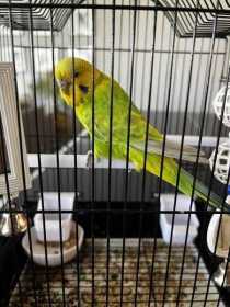 Found Budgerigar