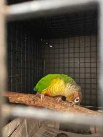 Found Conure