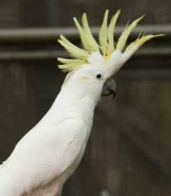 Found Cockatoo