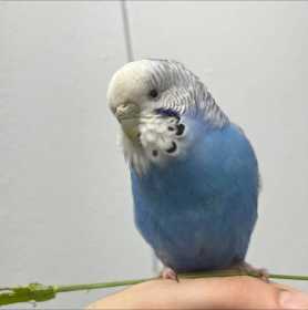 Found Budgerigar