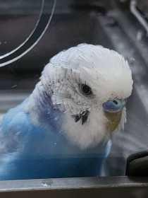 Found Budgerigar