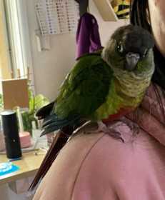 Found Conure