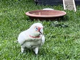 Found Corella Cockatoo