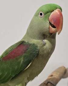 Found Alexandrine