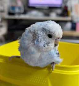 Found Budgerigar