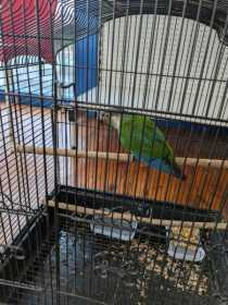 Found Conure