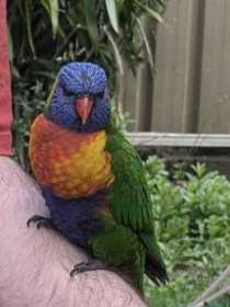 Found Lory / Lorikeet