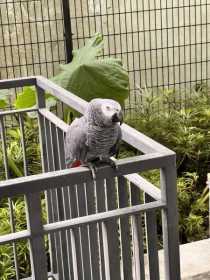 Found African Grey