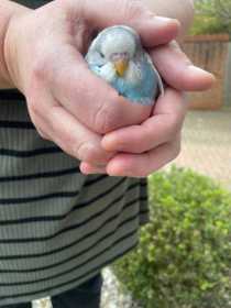 Found Budgerigar