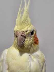 Found Cockatiel