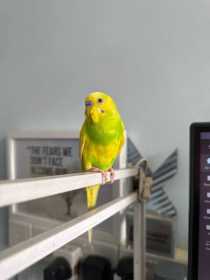 Found Budgerigar