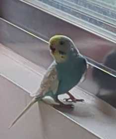 Found Budgerigar