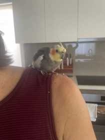 Found Cockatiel