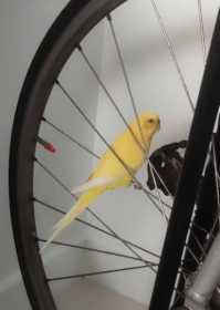 Found Budgerigar