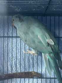 Found Indian Ringneck Parakeet