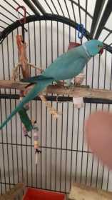 Found Indian Ringneck Parakeet