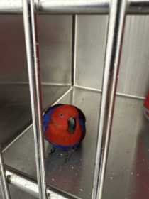 Found Eclectus