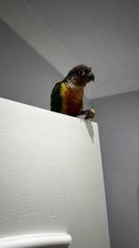 Found Conure