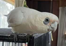 Found Corella Cockatoo