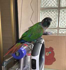 Found Conure