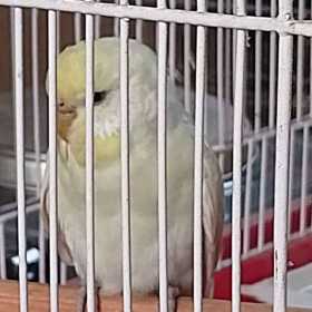 Found Budgerigar