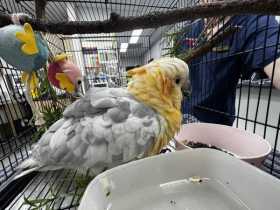 Found Corella Cockatoo