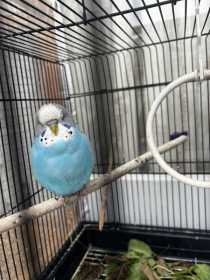 Found Budgerigar