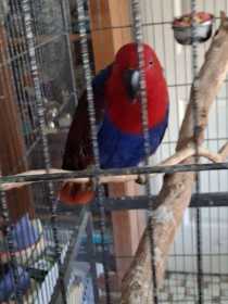 Found Eclectus