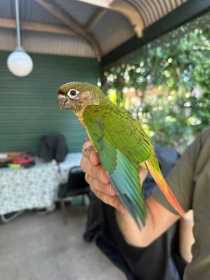 Found Conure