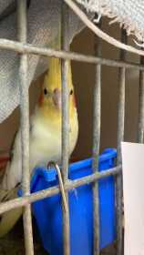 Found Cockatiel