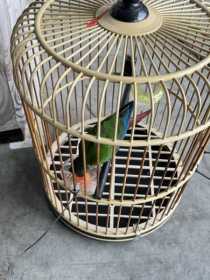 Found Conure