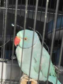 Found Indian Ringneck Parakeet