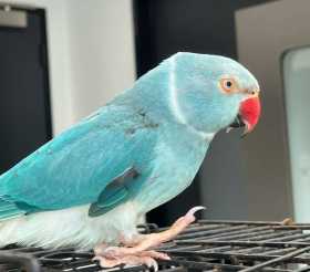 Found Indian Ringneck Parakeet