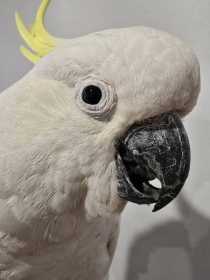 Found Cockatoo