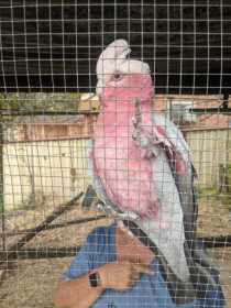 Found Galah Cockatoo