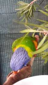 Found Lory / Lorikeet